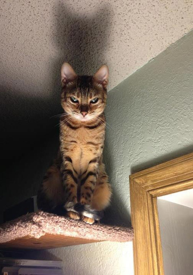 Cat judging your poor life decisions.