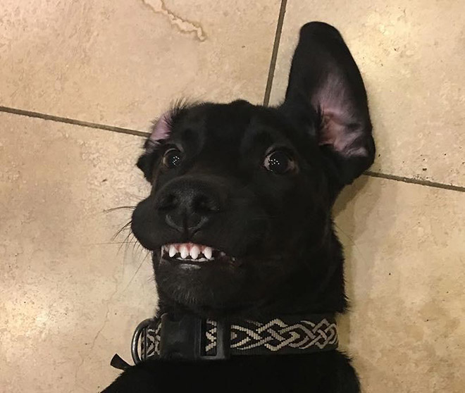 Funny cute dog teeth.