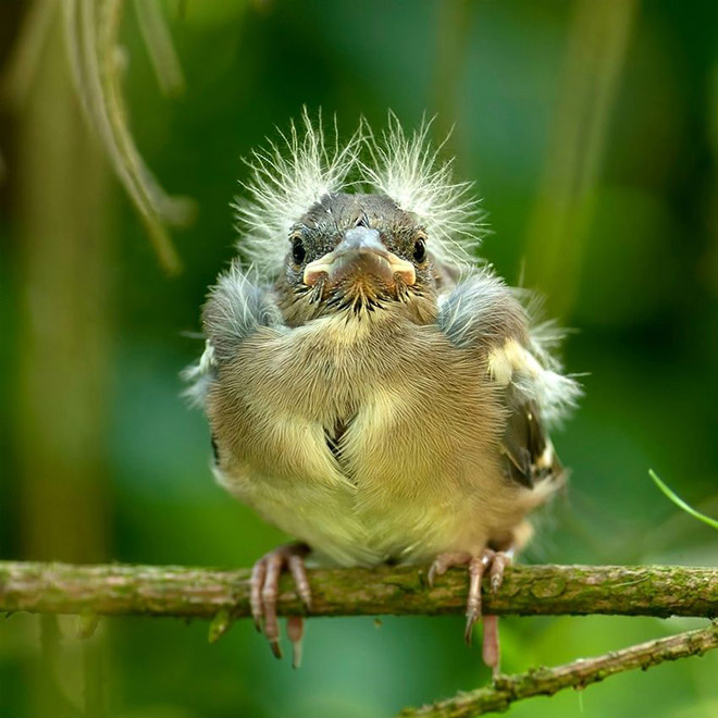 This bird looks like Bernie Sanders.