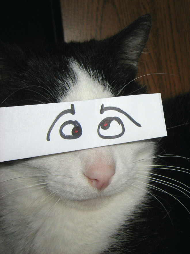 Cartoon eyes look hilarious on a cat.