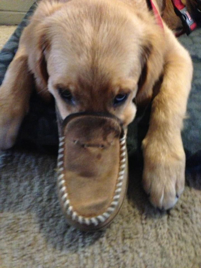 There's a new dog breed: the platypus dog.
