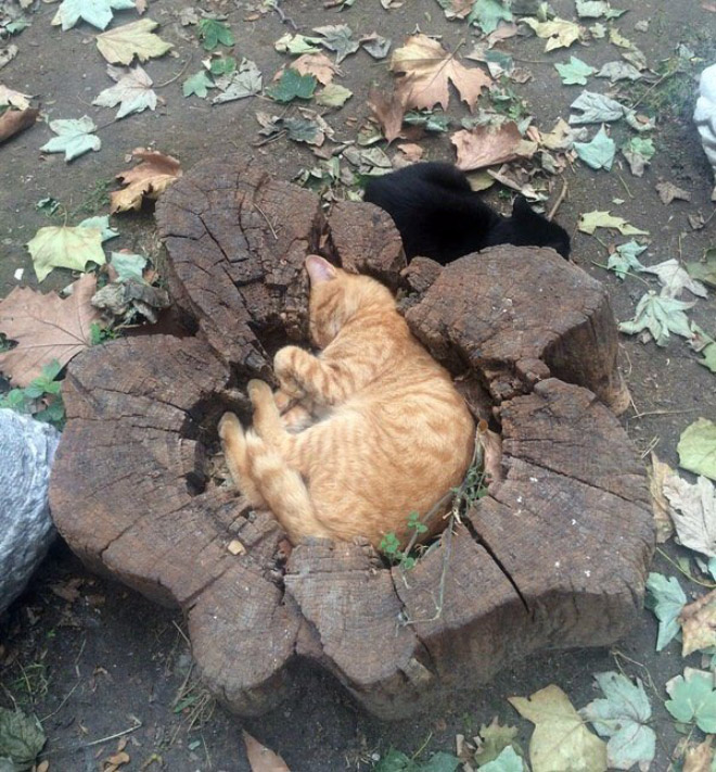 Cats can sleep literally anywhere.