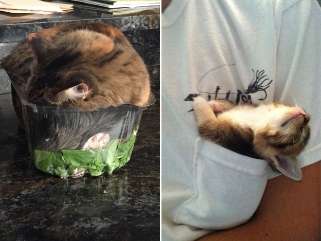 Cats can sleep literally anywhere.