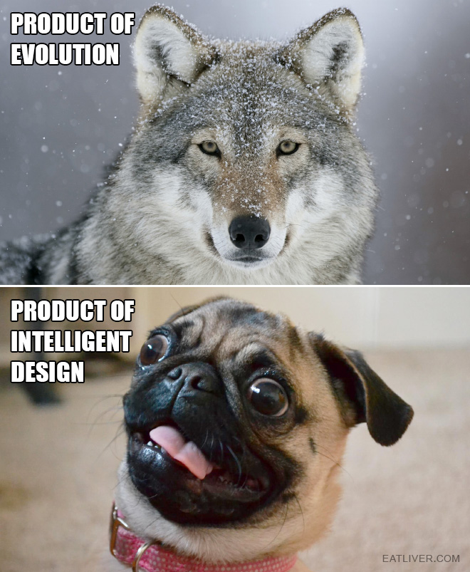 Wolf vs. dog.
