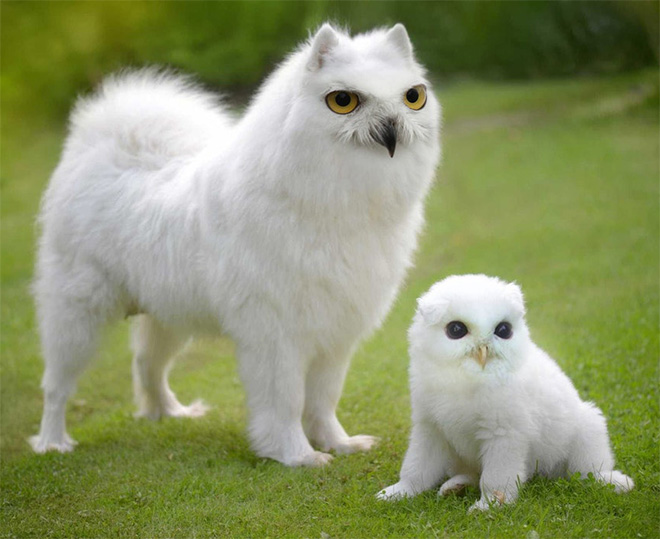 Owls + Dogs=Dowls.