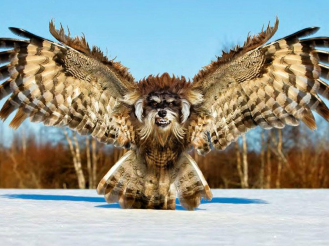 Owls + Dogs=Dowls.