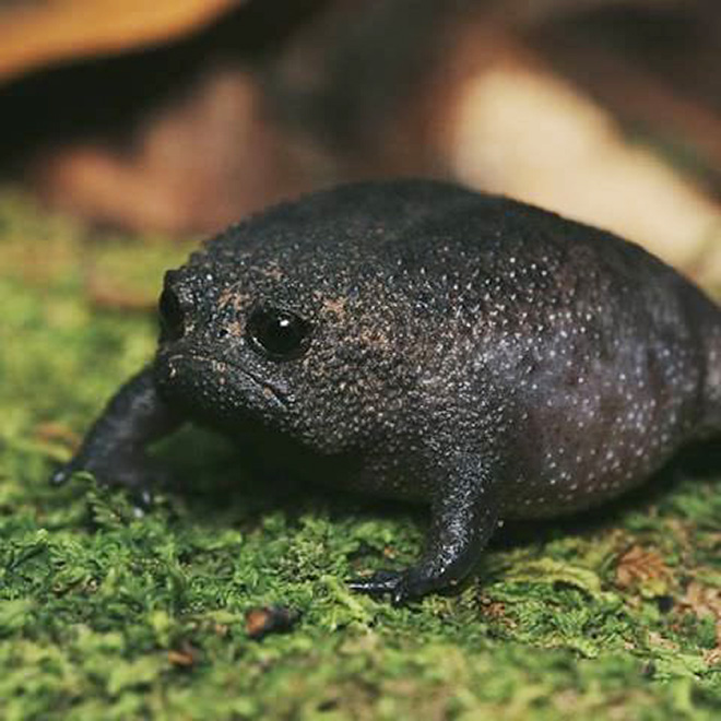 The angriest frog in the world.