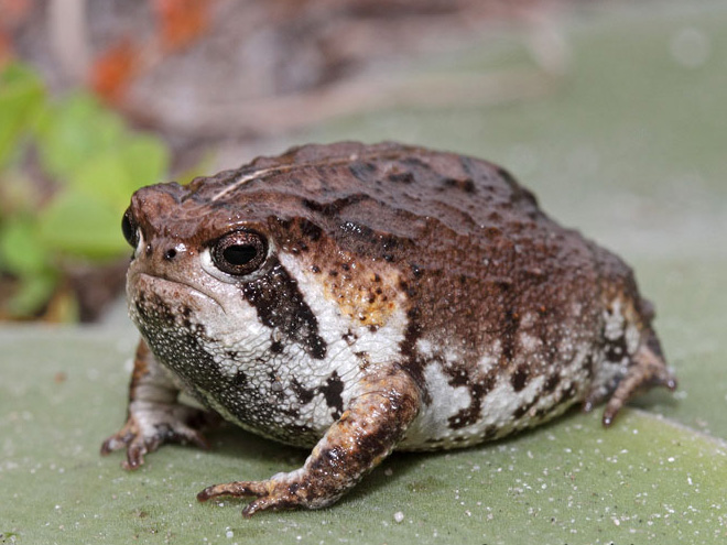 The angriest frog in the world.
