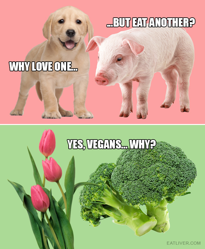 Yes, vegans... Why?