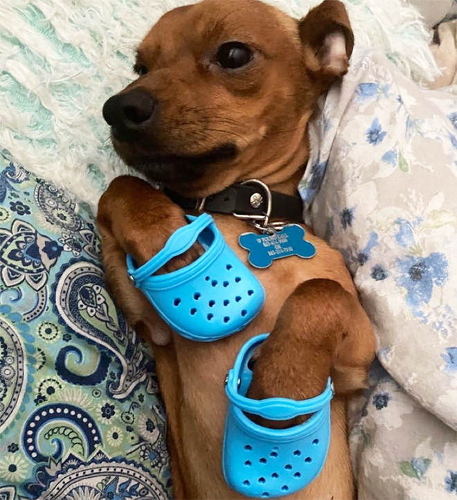 Crocs for dogs.