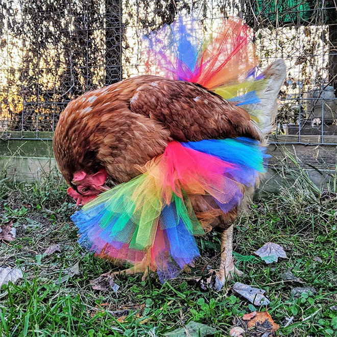 Fashionable chicken wearing a tutu.
