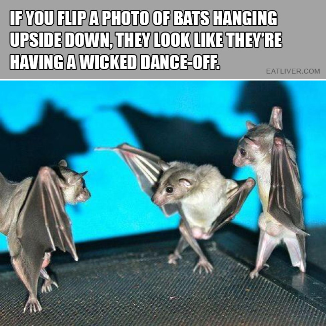 If you flip a photo of bats hanging upside down, they look like they're having a wicked dance-off.