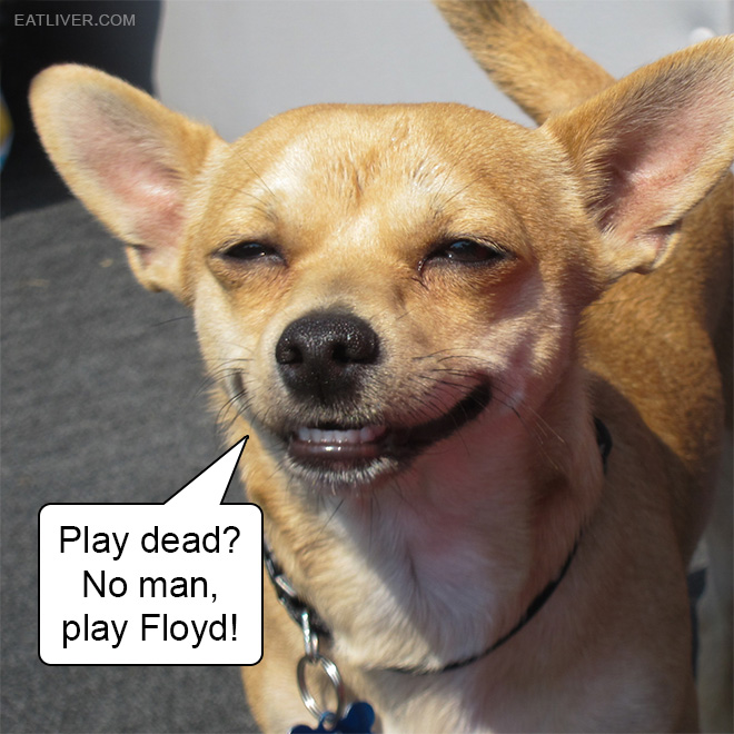 Play dead? No man, play Floyd!