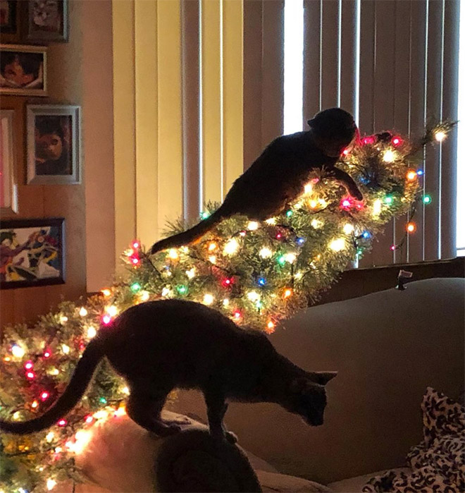 Cats and Christmas trees are mortal enemies.