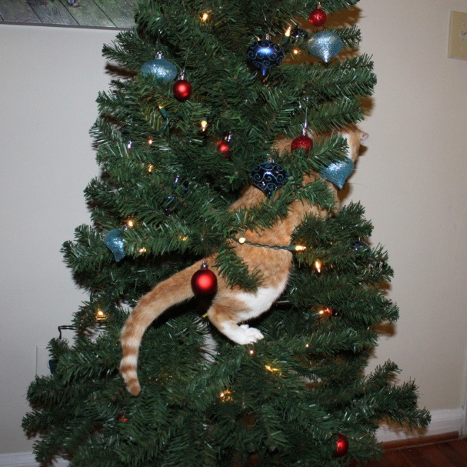 Cats and Christmas trees are mortal enemies.