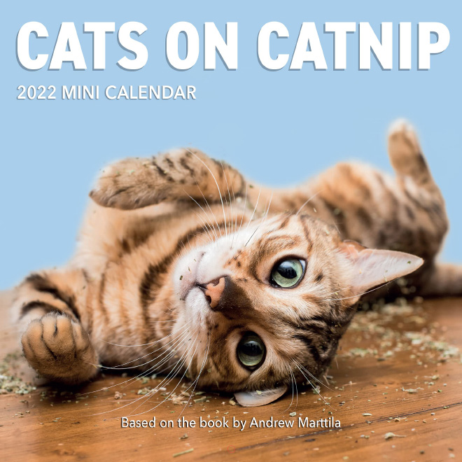 Talk to your cats about catnip addiction!
