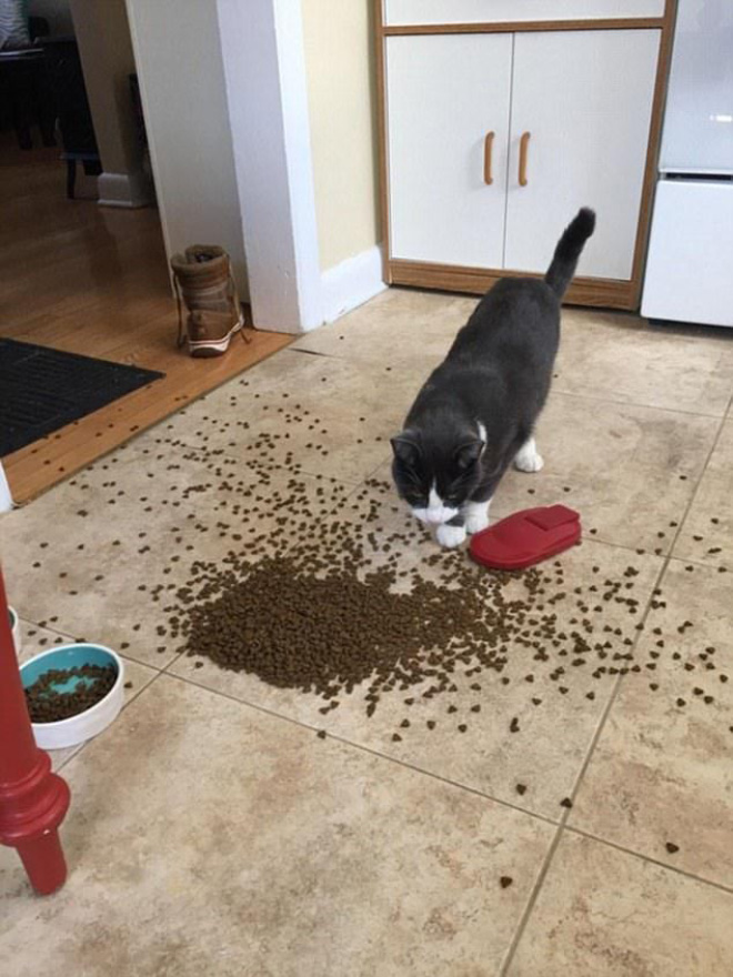 Some cats are messy eaters.