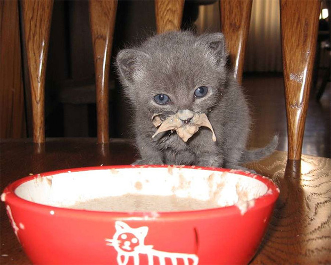 Some cats are messy eaters.