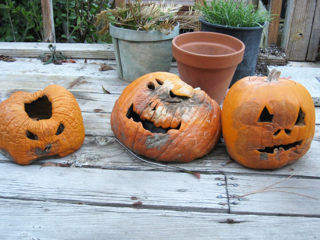 Abandoned Halloween pumpkins.