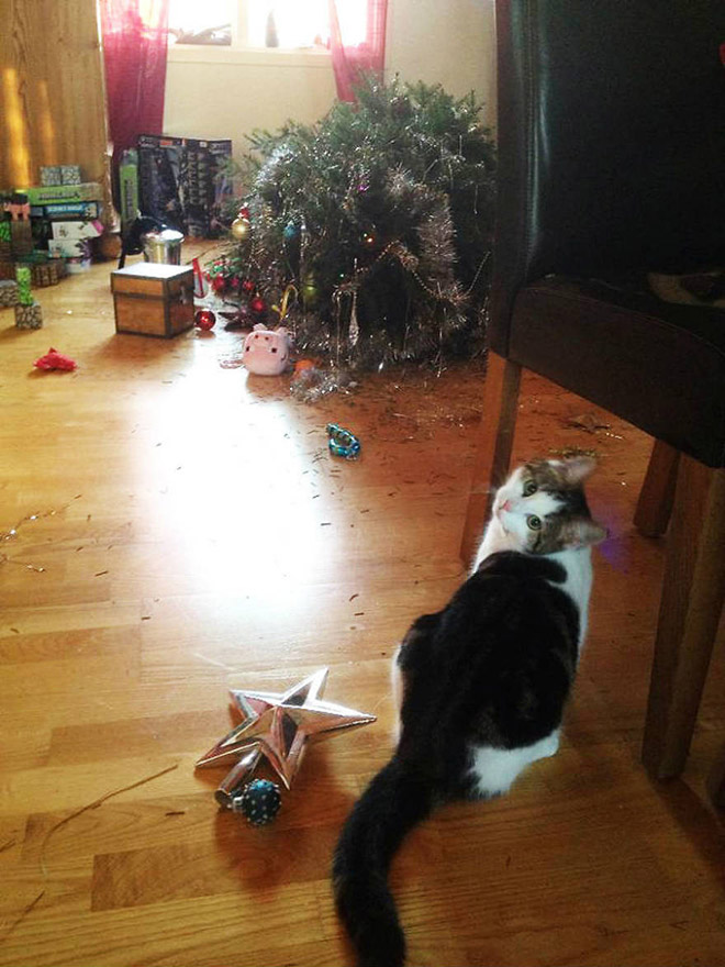Christmas tree killer.