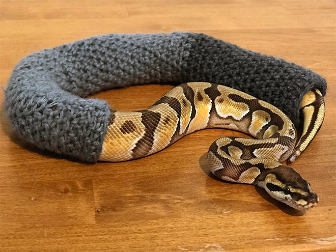 Snake wearing a sweater.