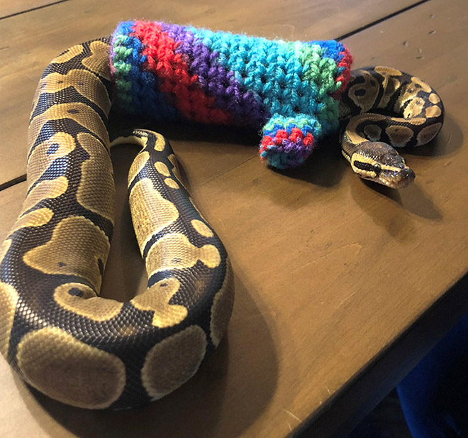 Snake wearing a sweater.