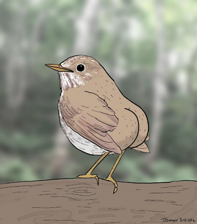 Anatomically correct bird drawing.