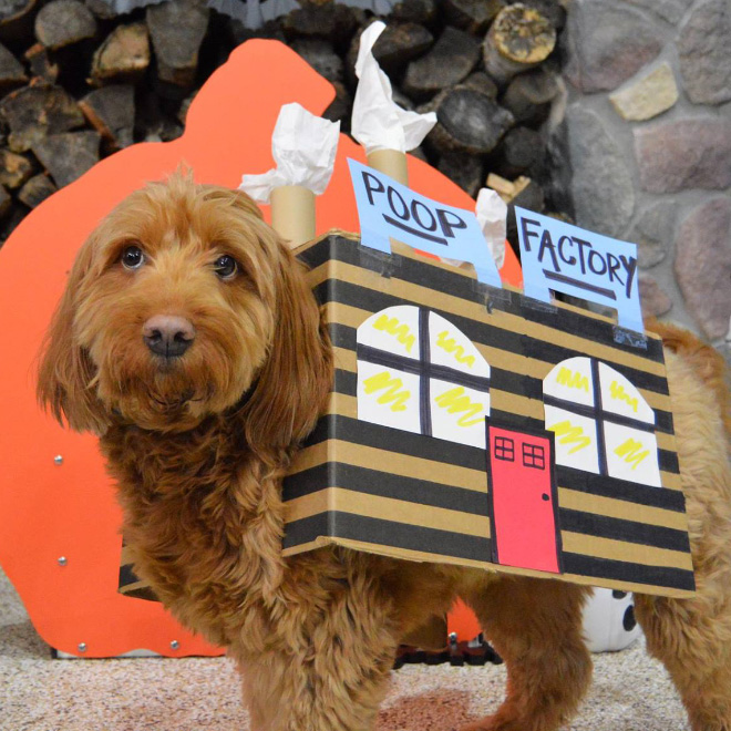 Poop factory dog costume.