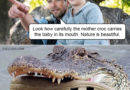 Croc Meme: Isn’t Nature Amazing And Beautiful?