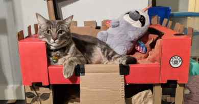 Cat Owners Are Building A-Hole Forts For Their Pets